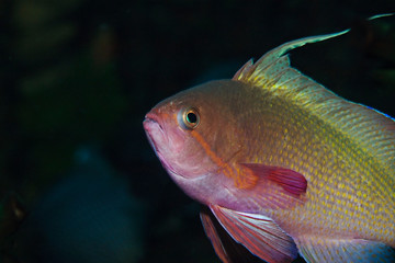 Underwater close-up photography of a male threadfin anthias.