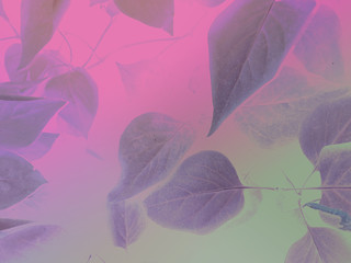 foliage © neurostructure