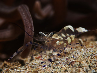 Underwater close-up photography of a peacock-tail anemone shrimp.