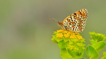 Melitaea punica  549