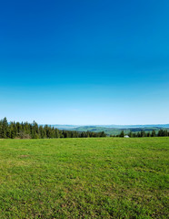 Obraz premium łąka