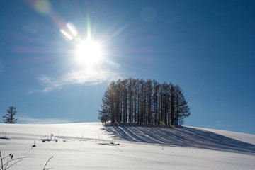 雪の丘の上のカラマツ林　美瑛町