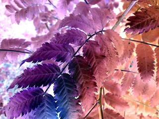 foliage © neurostructure