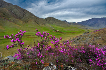 Russia. Mountain Altai. Chuyskiy tract in the period of the flowering of Maralnik (Rhododendron).