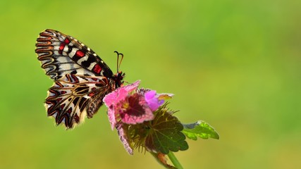 Zerynthia polyxena  552