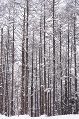 冬のカラマツ林