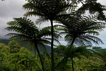 Fototapeta na wymiar Las deszczowy, Australia
