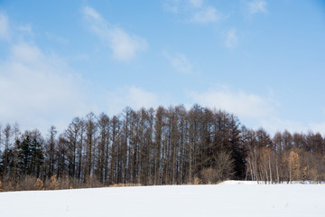 冬の松林と青空
