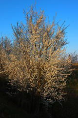 Albero in fiore