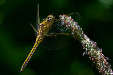 Libellen Dragonflys Damselfys