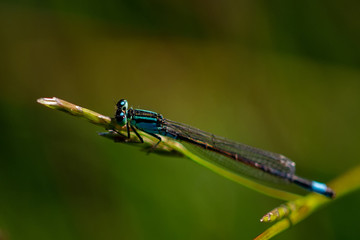 Libellen Dragonflys Damselfys