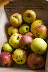 horizontal image with detail of a small wooden wheelbarrow full of freshly picked apples