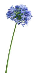 Agapanthus. Cropped blossoms as background for your works.