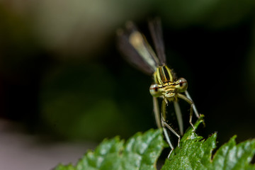 Libellen Dragonflys Damselfys