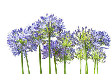 Agapanthus. Cropped blossoms as background for your works.