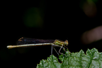 Libellen Dragonflys Damselfys