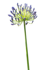 Agapanthus. Cropped blossoms as background for your works.
