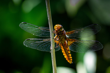 Libellen Dragonflys Damselfys
