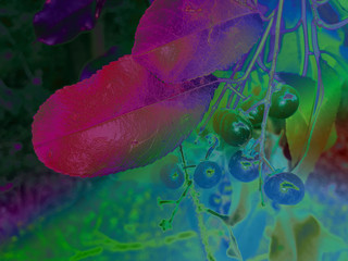 foliage © neurostructure