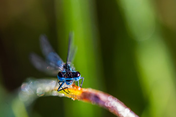 DRAGON and Damselflys
