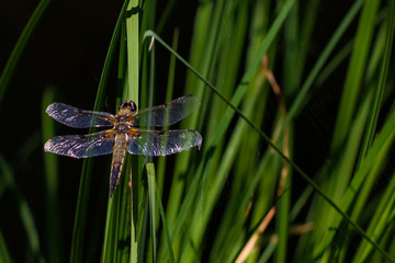 DRAGON and Damselflys