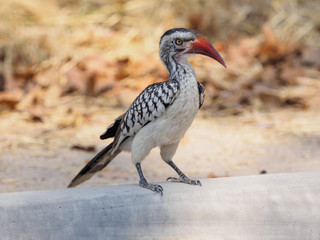 african hornbill sitting