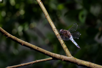 DRAGON and Damselflys