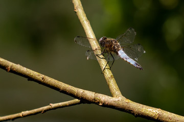 DRAGON and Damselflys