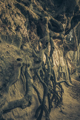 Big tree with roots