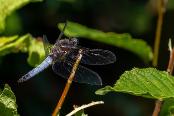 DRAGON and Damselflys