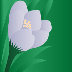 Spring flower on green background
