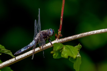 DRAGON and Damselflys