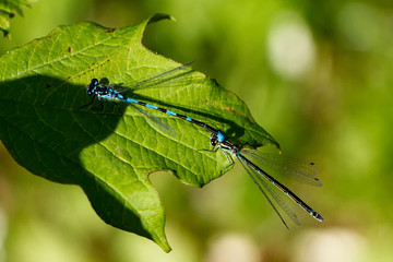 DRAGON and Damselflys