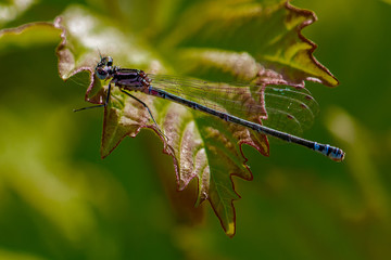 DRAGON and Damselflys