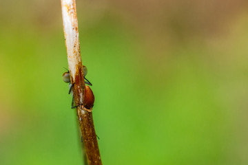 DRAGON and Damselflys