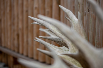 Many deer antlers hang on a wooden wall