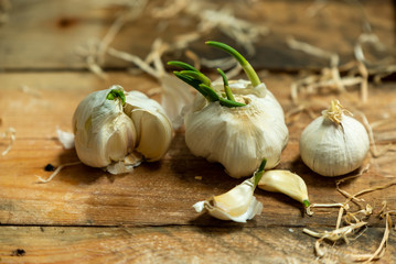garlic heads letting green sprouts on a natural, wooden background