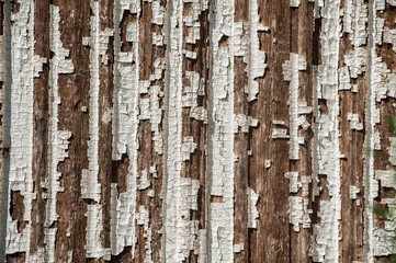 Obraz premium Old wooden board weathered grunge surface with cracked and peeling paint closeup as background
