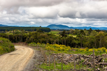 Naklejka premium Dirt road with wooden trunks and yellow flowers beside, forest and mountains in the background, cloudy sky, Petrolandia, Santa Catarina