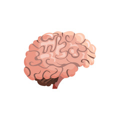 Human brain illustration. Pink, organ, human head. Medicine concept. Vector illustration can be used for hospital, laboratory, medical colleges and universities, anatomy studying