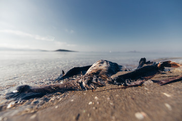 Dead seagull on the beach