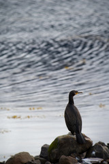 Cormorano