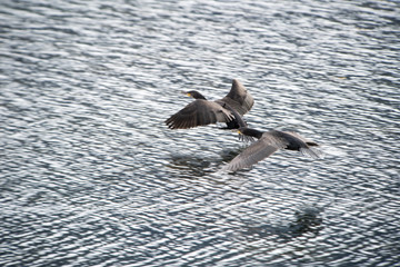 Cormorano