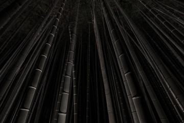Dark photograph of the illuminated Arashiyama Bamboo Grove at night