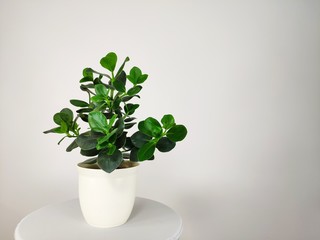 green plant on table