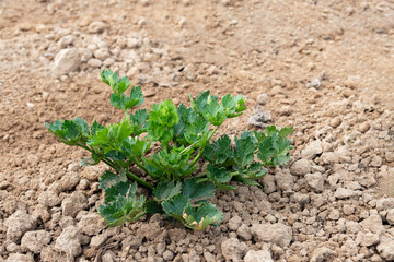 Organically grown celeriac plant from close in recently crumbled clay