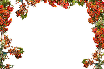 Berry. Cropped autumn berries as a background for your works.