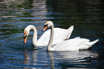 Naklejka premium two white swans on the water