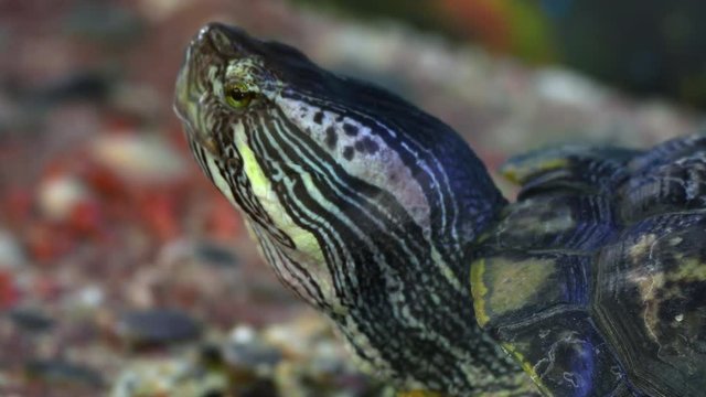 Red-eared slider turtle (Trachemys scripta elegans) moves its head in terrarium.
