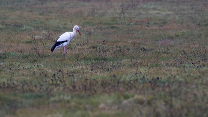 Cigogne blanche - Ciconia ciconia - whitestork